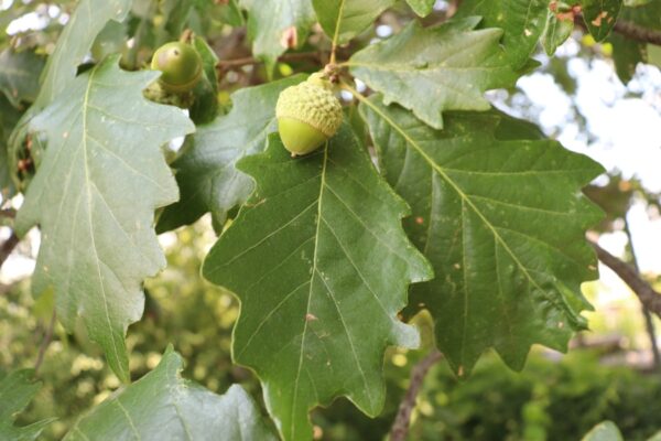 Swamp White Oak (Quercus bicolor) - Plug
