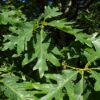 wh_oak2 White Oak (Quercus alba) - Plugs
