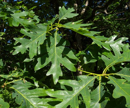 wh_oak2 White Oak (Quercus alba) - Plugs