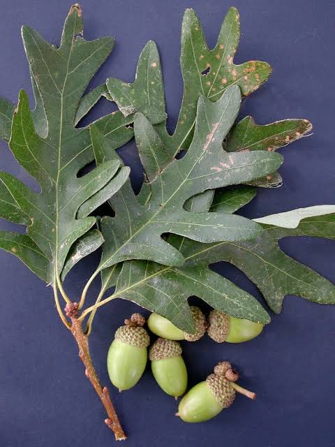 white3 White Oak (Quercus alba) - Plugs