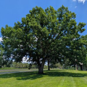 whiteoaknursery White Oak (Quercus alba) - Plugs