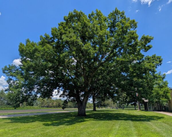 whiteoaknursery White Oak (Quercus alba) - Plugs